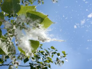 tree-releasing-pollen